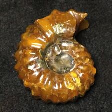 94g NATURAL Polished Goat Horn Fossil Ammonite Douvilleiceras Madagascar #B5 picture