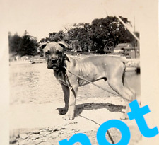 Vintage Bull Mastiff Photo- BULLMASTIFF DOG in front of lake Snapshot 1940s picture