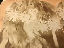Kilburn MONARCH of the NIGHT OWL*BLOOMING CEREUS STEREOVIEW CARD~Stereoscopic picture
