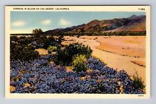 CA-California, Verbena In Bloom On The Desert, Antique, Vintage Postcard picture