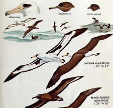 Albatross Seabirds Birds Varieties And Types 1966 Color Art Print Nature ADBN1s picture