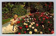 Cypress Gardens FL-Florida, Rose Gardens, Antique c1971 Vintage Postcard picture