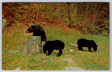 c1960s Black Bears Digging Through Trash Vintage Postcard picture