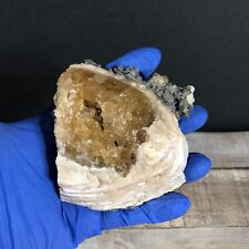 208g  Florida Honey Calcite Crystal Cluster Clam Fossil Specimen On Matrix WE-1 picture