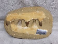 Huge Mosasaur Tooth Fossil Specimen W/Root In Matrix Fossil Mosasaurus Dinosaur picture