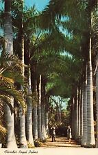 Crystal River Florida, Royal Palms Colonnade, Vintage Postcard picture