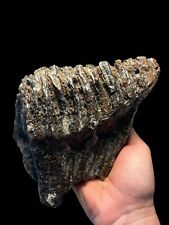 Large Woolly Mammoth Tooth from the North Sea. Pleistocene Fossil - Genuine picture