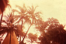 Vintage Photo Slide 1979 Palm Trees Angle Sky Nature Landscape picture