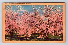 CA-California, Almond Blossoms, Antique, Vintage c1949 Postcard picture