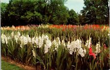 Gladiolus, Kingwood Center, Mansfield, OH postcard picture