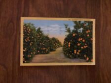 Linen Postcard Postmarked 1953 An Orange Grove, California CA Vintage picture