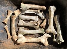 Black Angus Cow leg bone lot of 12. Halloween, Man-cave, Voodoo, Western, Art picture