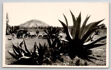 Farmer Cattle Sheep Near Pyramid Of The Sun Teotihuacan Mexico RPPC Postcard Q26 picture