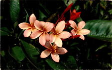 Hawaiian, frangipani, plumeria, Nani Lii, Little Beauty Postcard picture