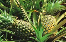 Pineapples Hawaii Vintage Standard Chrome Postcard Unposted picture