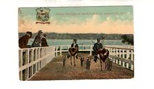 circa 1915 postcard, Ostrich Farm, Jacksonville, Florida picture