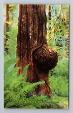 Redwood Highway CA-California, Redwood Burl Growth, Park Vintage Postcard picture