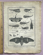 RARE 1751 ANTIQUE Martinet-Diderot LANTERNFLIES/CICADA - LOTS of CHARACTER PL109 picture