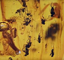 Large Swarm of Brachycera (Flies), Fossil Inclusion in Burmese Amber picture