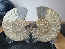 LARGE Madagascan Natural Crystal Fossil 416 Million Year Old Ammonite 964g AM7 picture