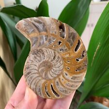 211g Natural Rare Ammonite Fossil Conch Quartz Crystal Specimen Reiki Healing picture