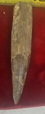 Spinosaurus tooth 3 5/8 inches picture
