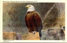 Postcard~Washington, D. C. American Bald Eagle~National Zoological Park c1948 picture