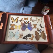 Vintage 20x13 In Brazilian Butterfly Taxidermy Serving Tray picture
