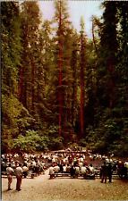 Guerneville California Chrome Postcard Redwood Amphitheatre Armstrong Woods picture