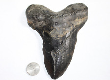 MEGALODON Shark Tooth Fossil No Repair Natural 5.81