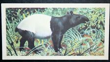 MALAYAN TAPIR  Vintage Wildlife Card  CD21M picture