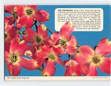 Postcard The Legend of the Dogwood picture