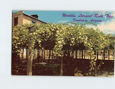 Postcard Worlds Largest Rose Tree Tombstone Arizona USA picture