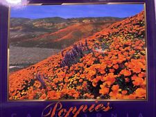 VINTAGE Poppies California Postcard William Carr Collection picture