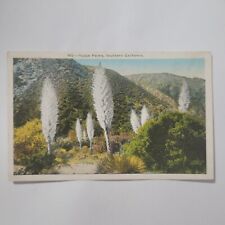 Yucca Palms Flowers Desert Scene Southern California Unused DB Postcard CA picture