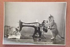 Kittens Cat. Soviet sewing machine. Russian photo postcard USSR 1955 picture