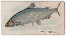1920s Whitefish Card E32 Philadelphia Caramels Like Allen & Ginter N8 Tobacco picture