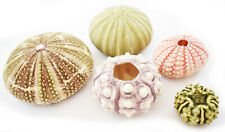 Sea Urchin Sampler: Alfonso, Sputnik, Pink, Green and Mini Sea Urchins - 5 pc  picture