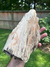 Texas Petrified Live Oak Wood Rotted Branch 14