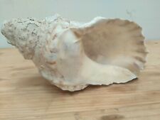 BIG Giant Sea urchin shell Conch gastropods 10.63
