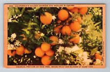 CA-California, Golden Oranges & Waxlike Blossoms, Antique Vintage Postcard picture