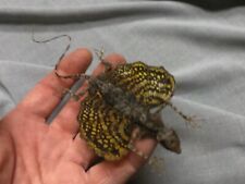 Taxidermy real Draco volans female   perfect specimen   picture