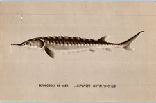 Sea Sturgeon Aquarium of the Quebec Biology Center Fish Postcard Posted 1985 picture