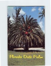 Postcard Florida Date Palm Florida USA picture