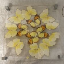Vintage Taxidermy Butterfly Trivet - MCM - Cottagecore - Bohemian picture