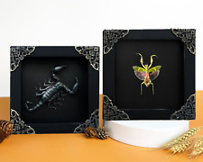 2 Framed Dried Scorpion & Jeweled Mantis Real Insect Shadow Box Art Wall Hanging picture