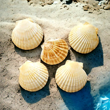 5 Pecten Meridionalis Scallop Ocean Seashells Sea Shell 5.25