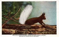 Kaibab White Tailed Squirrel National Forest Arizona Vintage Postcard Unposted picture
