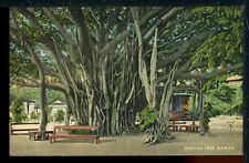 Early Banyan Tree Hawaii Historic Vintage Postcard South Seas Curio Pub. picture