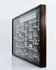 VERY LARGE Otodus Obliquus & Selection of Shark Teeth Frame 70 cm - 3.4Kg picture